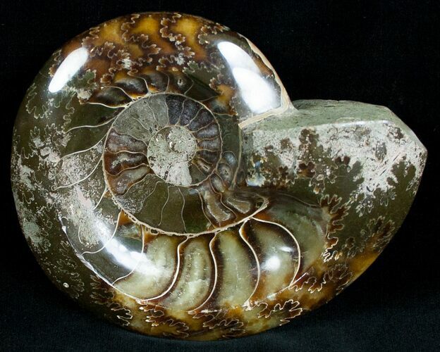 Wide Polished Ammonite Dish #7014